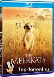 Сурикаты / The Meerkats (2008)