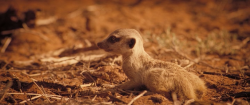 Сурикаты / The Meerkats (2008)