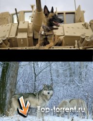 Обои на тему "Волки и собаки" / Wallpapers Dogs and wolves 