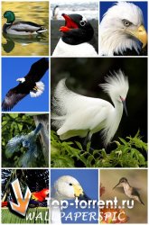 Обои для рабочего стола - 35 Beautiful Birds Around the World Wallpapers (1600x1200) [35 шт]