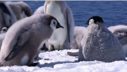 BBC: Пингвин - Шпион под прикрытием / Penguins - Spy In The Huddle  (2013)