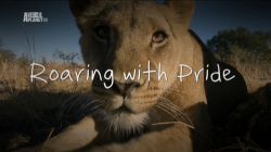 Animal Planet: Львиный рык / Roaring with Pride (2013)