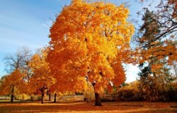 Деревья, озера, зима, осень в красивом сборнике обоев (2012)