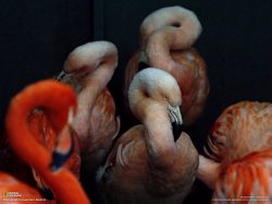 National Geographic - Птицы, вода, животные, подводный мир (2012)