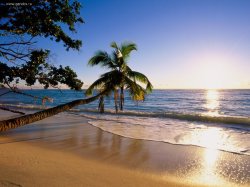 Лето: пальмы, море, песок, берег, радуга и не только (2009)