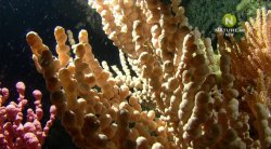Мир коралловых рифов / Alien Reefs (2013)