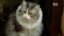 Адская кошка / Animal Planet: My Cat From Hell (5 сезон 2014)