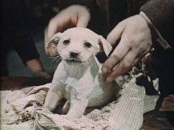 Гуттаперчевый мальчик (1957)