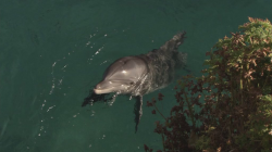 Дельфины в глубоком голубом океане / Dolphins In The Deep Blue Ocean (2009)