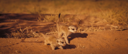 Сурикаты / The Meerkats (2008)